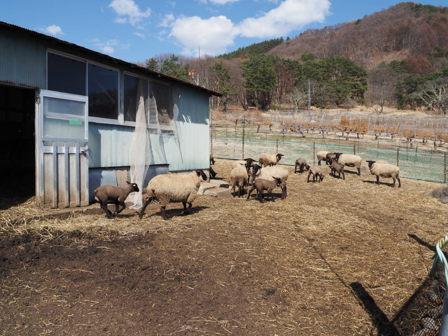大室農場：羊の群れ